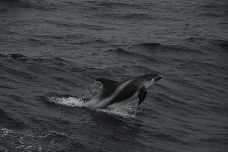 Reykjavik Iceland, whale watching Tour photo; Wild white-beaked dolphin jumping