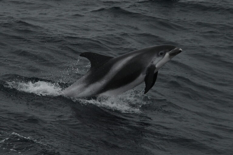 Reykjavik Iceland, whale watching Tour photo; Wild white-beaked dolphin jumping