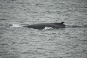 Reykjavik Iceland, whale watching Tour photo; humpback whale dorsal fin in sunlight in slightly choppy grey water near reykjavik Iceland