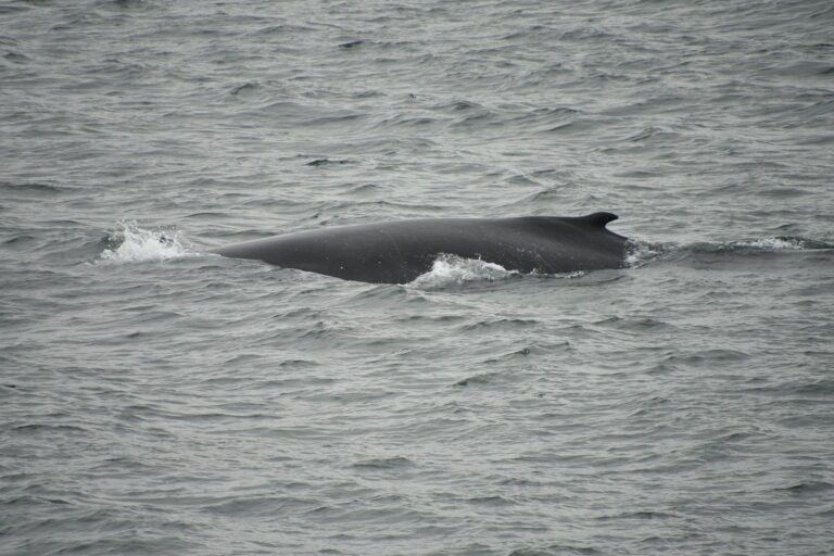 Reykjavik Iceland, whale watching Tour photo; humpback whale dorsal fin in sunlight in slightly choppy grey water near reykjavik Iceland