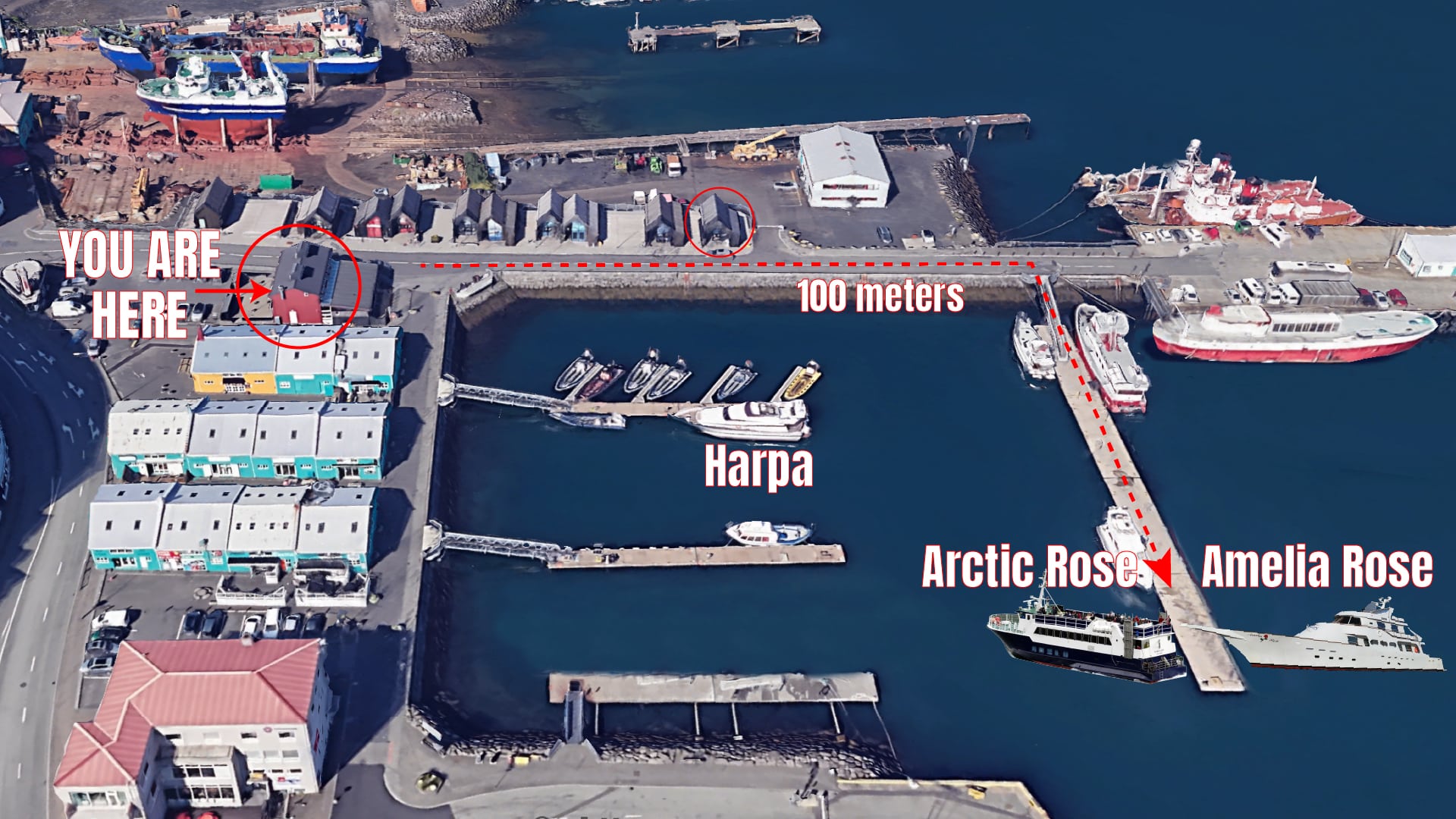 Amelia, Harpa and Arctic